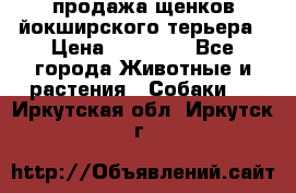 продажа щенков йокширского терьера › Цена ­ 25 000 - Все города Животные и растения » Собаки   . Иркутская обл.,Иркутск г.